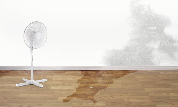 Best Carpet water damage restoration  in Newell, WV